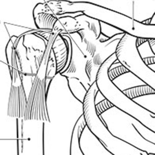 Rotator cuff anatomy