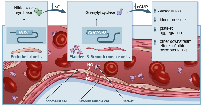 Nitric Oxide Signaling