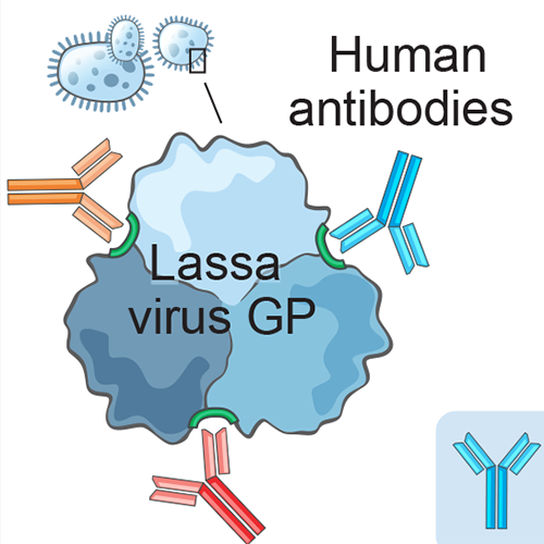 Convergent structures illuminate Lassa Virus Neutralization
